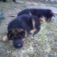ilko