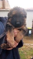 ORSO