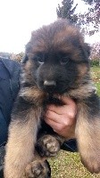 ODIN